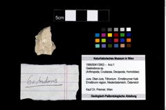 Foto (Objekt + Etikett) von Gastrodorus sp.  (NHMW-GEO-1990-0041-3953)